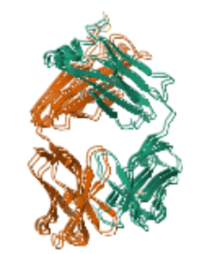 蛋白质折叠结构